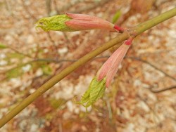 Striped Maple Photo: Patricia Liddle