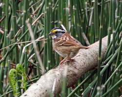 White throated sparrow Photo: Sheri Larsen