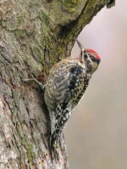 Yellow bellied sapsucker Photo: Charlie Schwarz