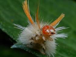 Tussock moth Photo: Charlie Schwarz