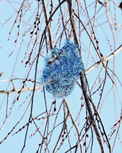 Baltimore oriole nest Photo: Tami Gingrich