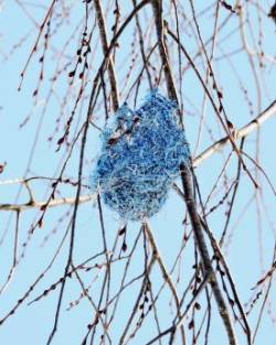 Baltimore oriole nest Photo: Tami Gingrich