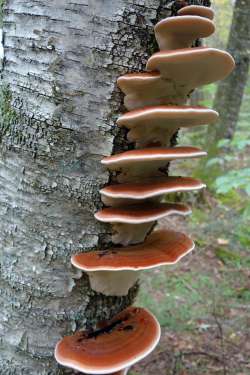 Polypore Photo: Geoffrey Bluh