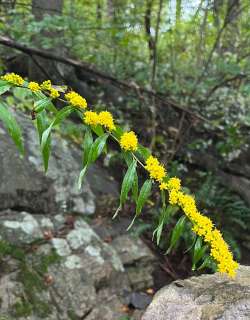 Blue stemmed goldenrod Photo: Terryanne Maenza-Gmelch