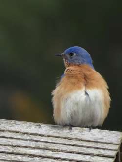 Blue bird Photo: Chantal Caron