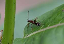 Bug nymph Photo: Tricia Saenger