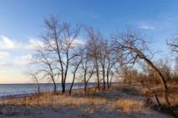 Cottonwood dune Photo: Kathy Faber-Langendoen