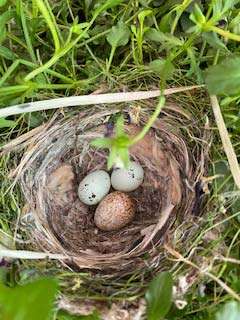 Cowbird Photo: Patricia Sweitzer