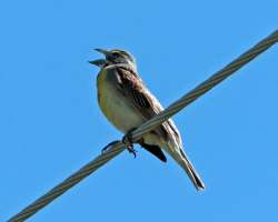 Dickcissel Photo: Sheri Larsen