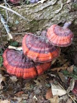 Forest color Photo: Amy Johnson