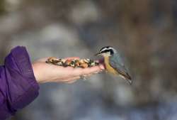 Nuthatch Photo: Tom Grett