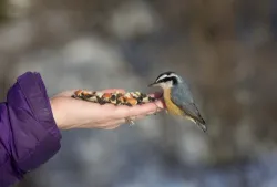 Nuthatch Photo: Tom Grett