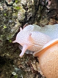 Snail Photo: Scott Wasserman