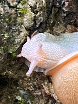 Snail Photo: Scott Wasserman