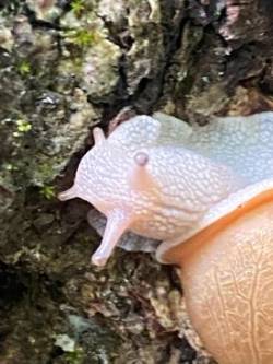 Snail Photo: Scott Wasserman