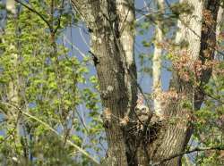 Great horned owlets Photo: Deborah DeSalvo