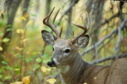 Handsome buck Photo: Tom Grett