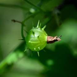 Gooseberry Photo: Sandy Dannis