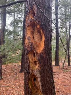 Hemlock heartwood Photo: Sue Mayotte