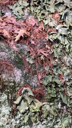 Lichen collage Photo: Nancy Halloran