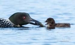 Loon Photo: Mary Hartt