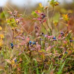 Blueberries Photo: Sandy Dannis