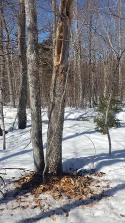 Pileated woodpecker holes Photo: Phillip O. Barry