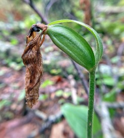 Ladyslipper seedpod Photo: Kirk Gentalen