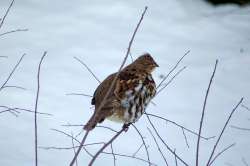 Ruffed grouse Photo: Lonnie S. Jandreau