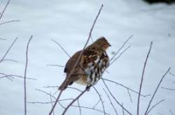 Ruffed grouse Photo: Lonnie S. Jandreau