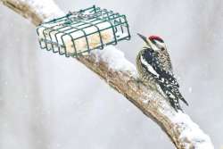 Sapsucker Photo: Tom Grett