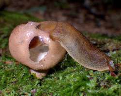 Slug Photo: Frank Kaczmarek