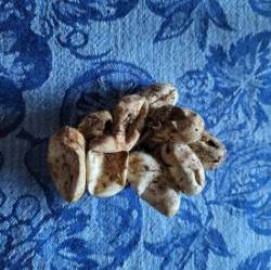 Snake eggs Photo: Jan McCann