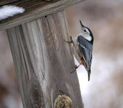 Spring nuthatch Photo: Cathy C. Weil