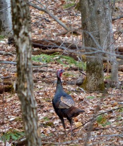 Spring Turkey Photo: Paul F. Noel