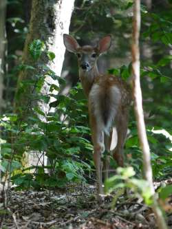 Fawn Photo: Amy Quist