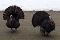 Tom turkeys Photo: Jaska S. Plumb