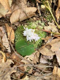 Trailing arbutus Photo: Sharon Bombard