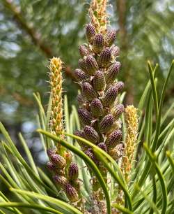 White Pine Cones Photo: Katherine Fiveash