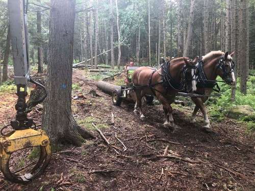 Horse logging