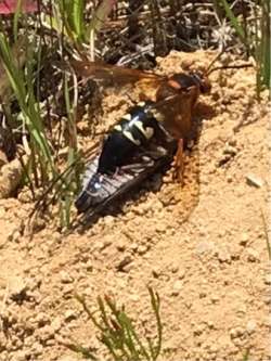 Cicada Wasp Photo: Scott R