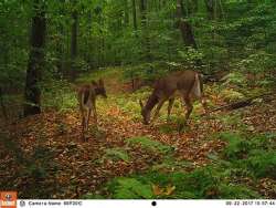 Whitetail Behavior and Physiology Photo: Northern Woodlands