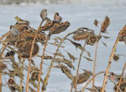 Redpolls Photo: Tami Gingrich