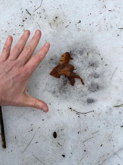 Bear print Photo: Jill DeVito