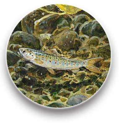 Atlantic salmon