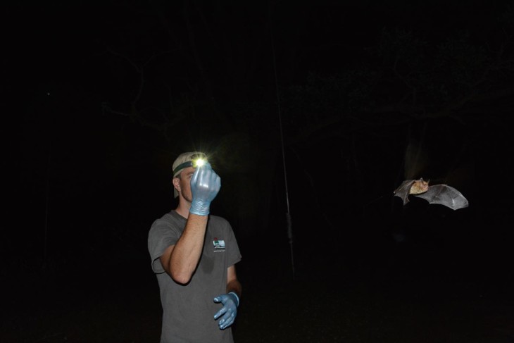 Bat researcher