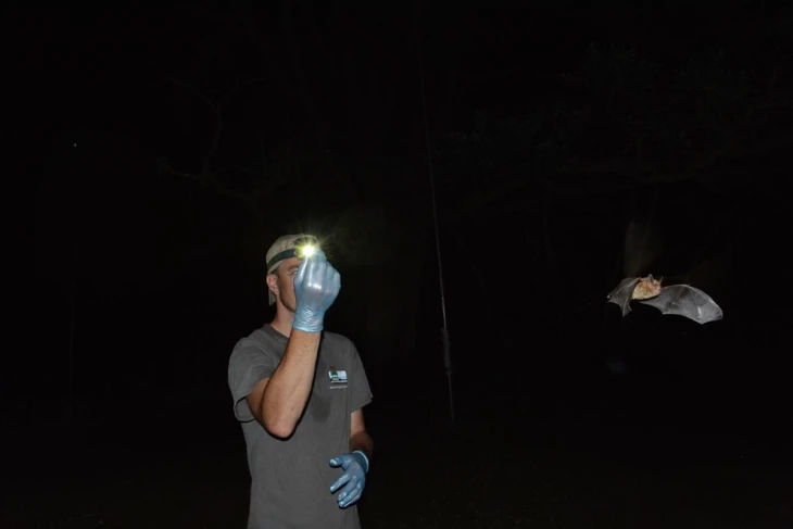 Bat researcher