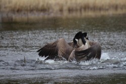 Battling Geese Photo: Asa Nijensohn