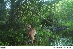 Lessons From Professor Bobcat Photo: Eric Aldrich