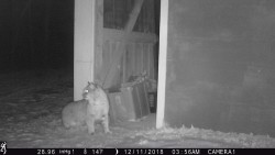 Barn Cats Photo: Dave Mance III